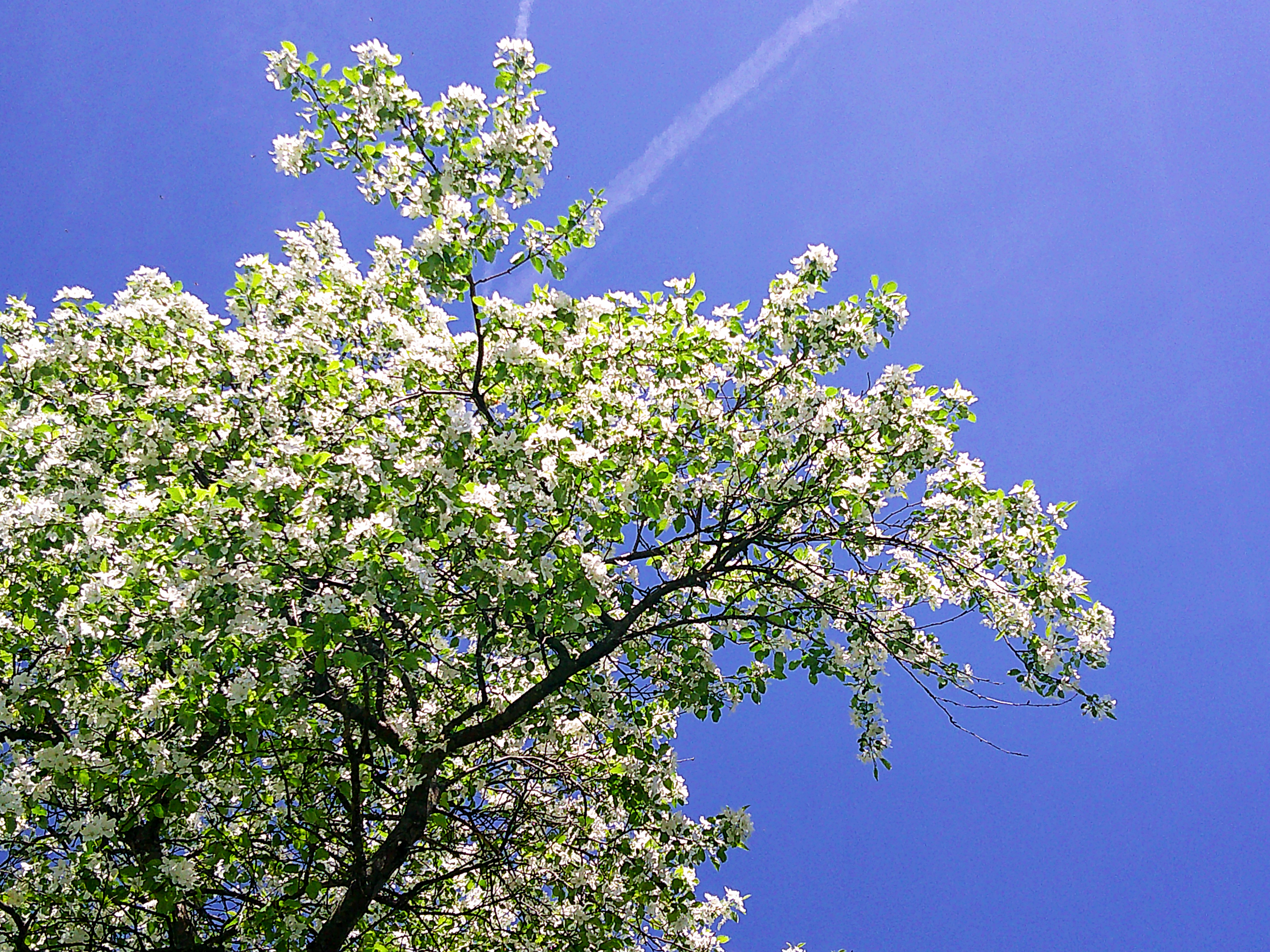 Blossom