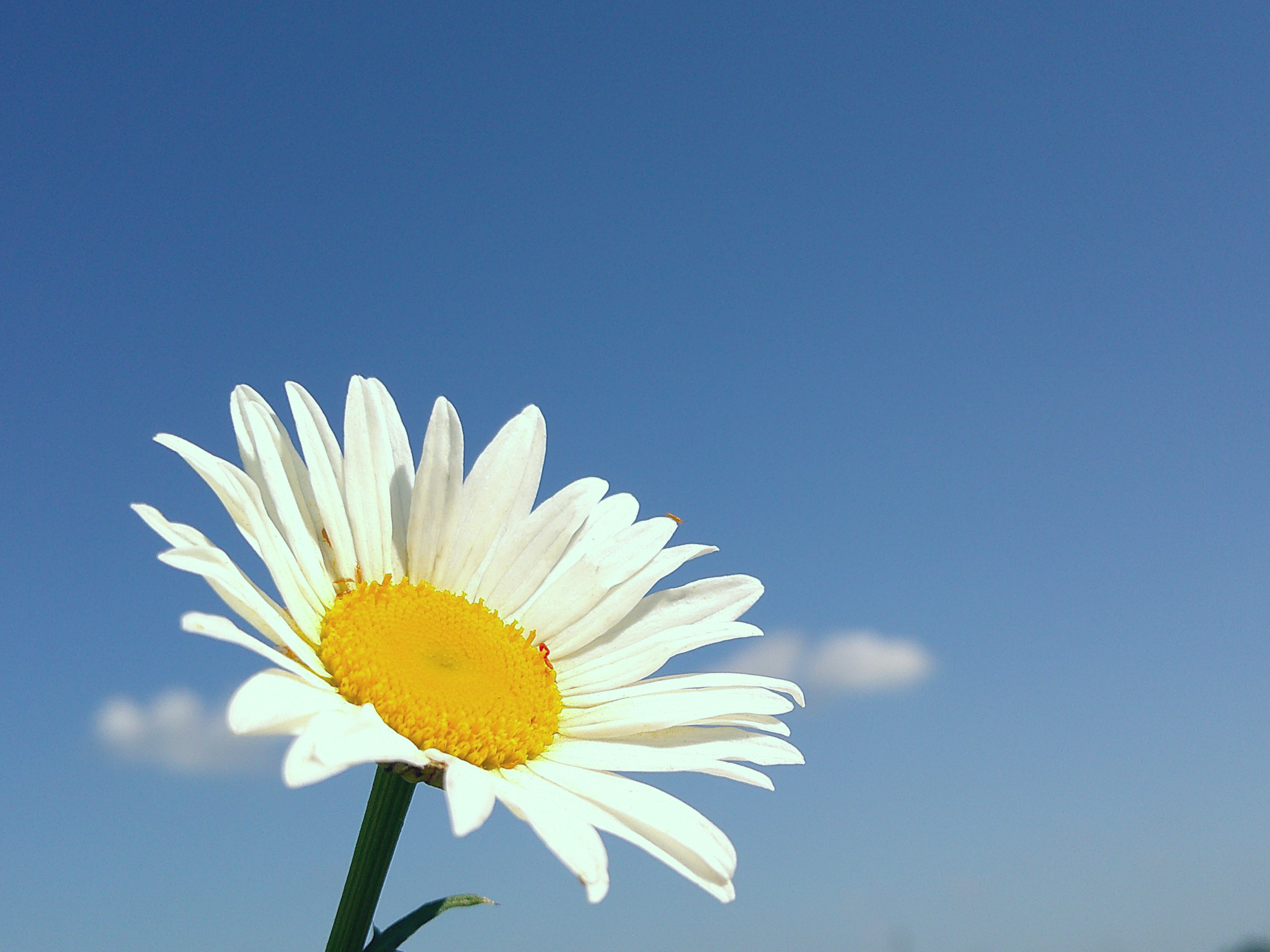 Daisy